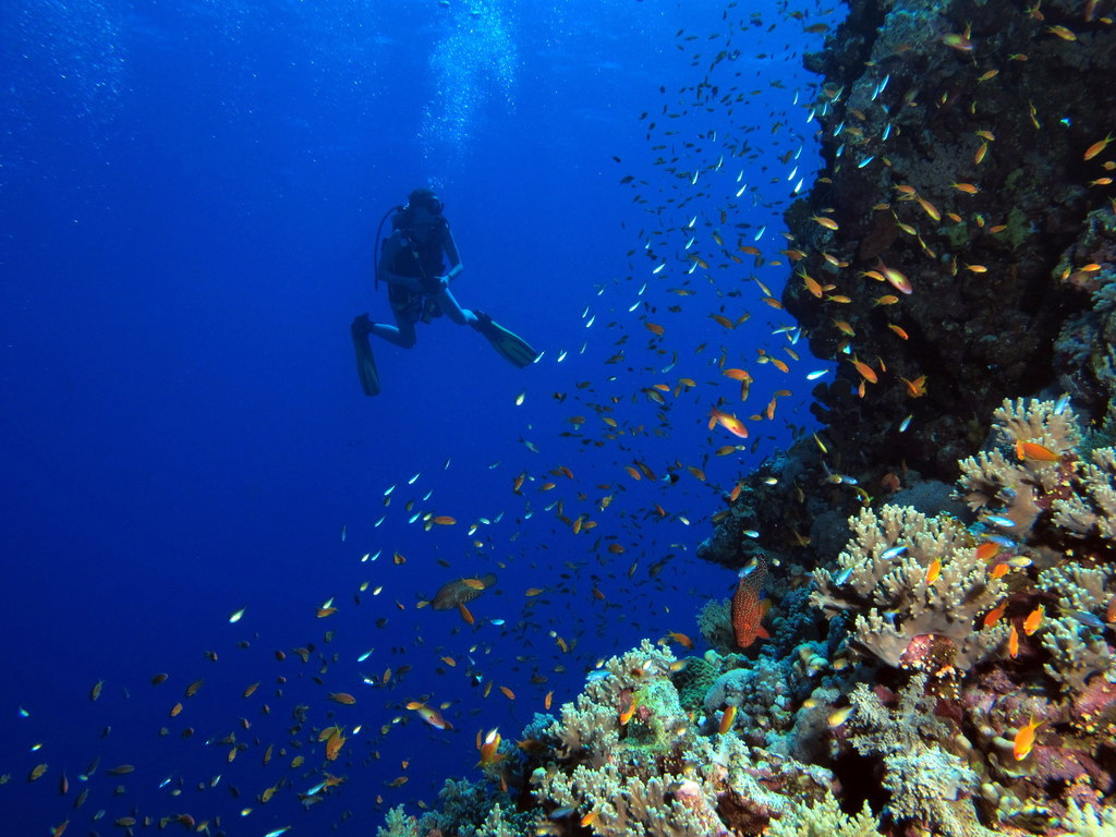 Amazement  at Elphinstone Reef, Red Sea, Egypt #SCUBA