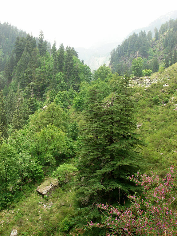 Cedrus deodara Manali 3