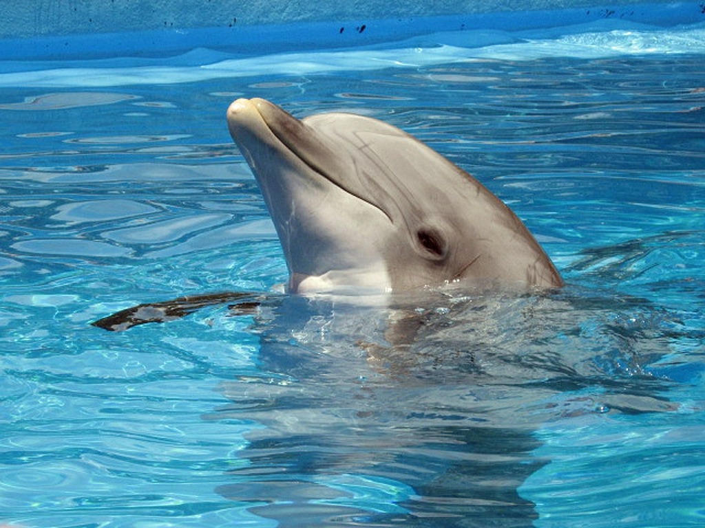 Playing with dolphins
