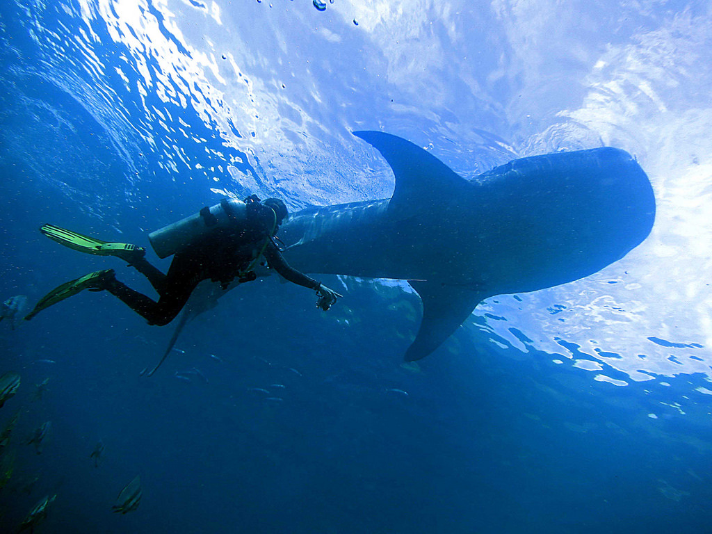 2014 11 Moalboal 11 Sharkey and diver
