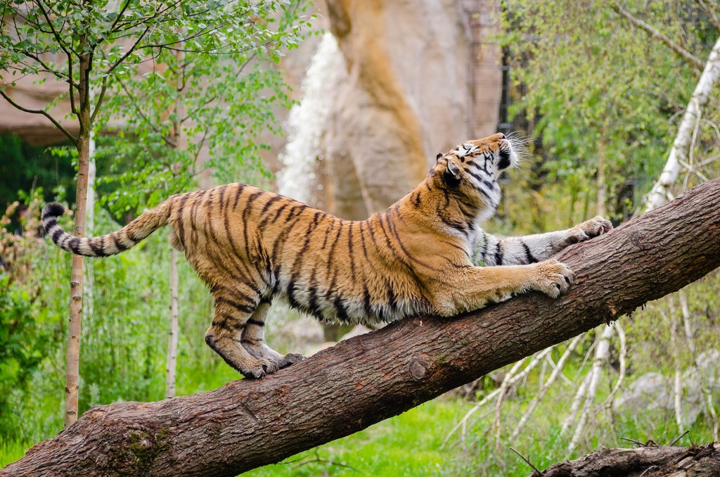 Tiger stretching