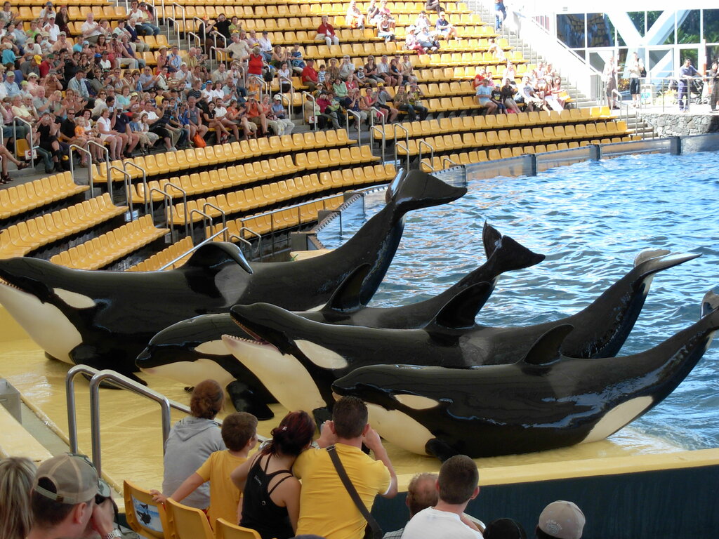 Orcas at Loro Parque