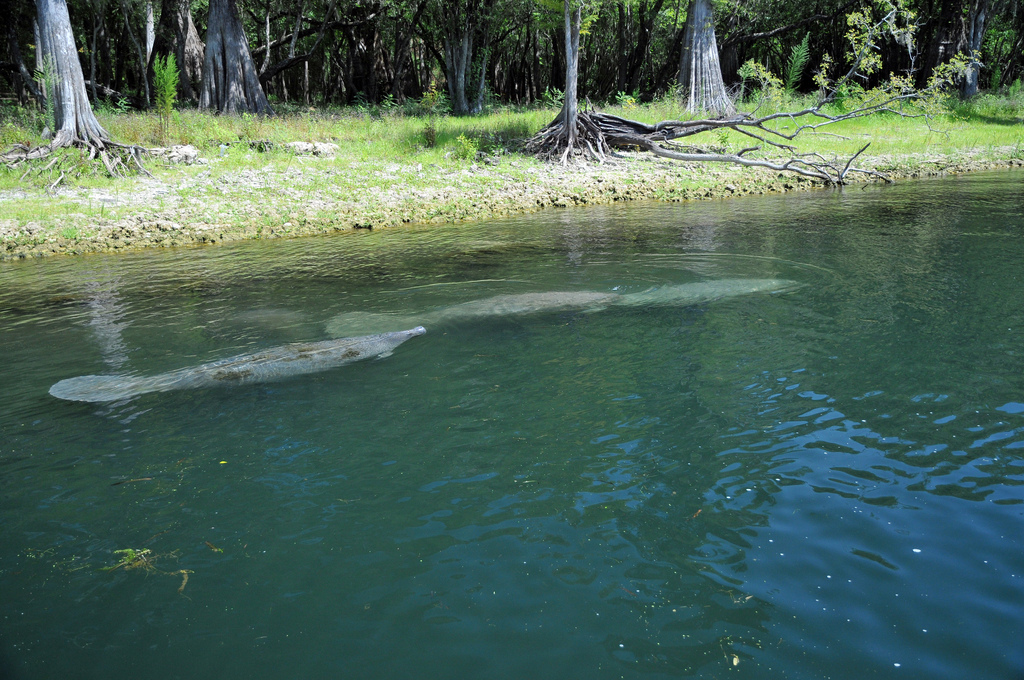 Manatee Suwannee River