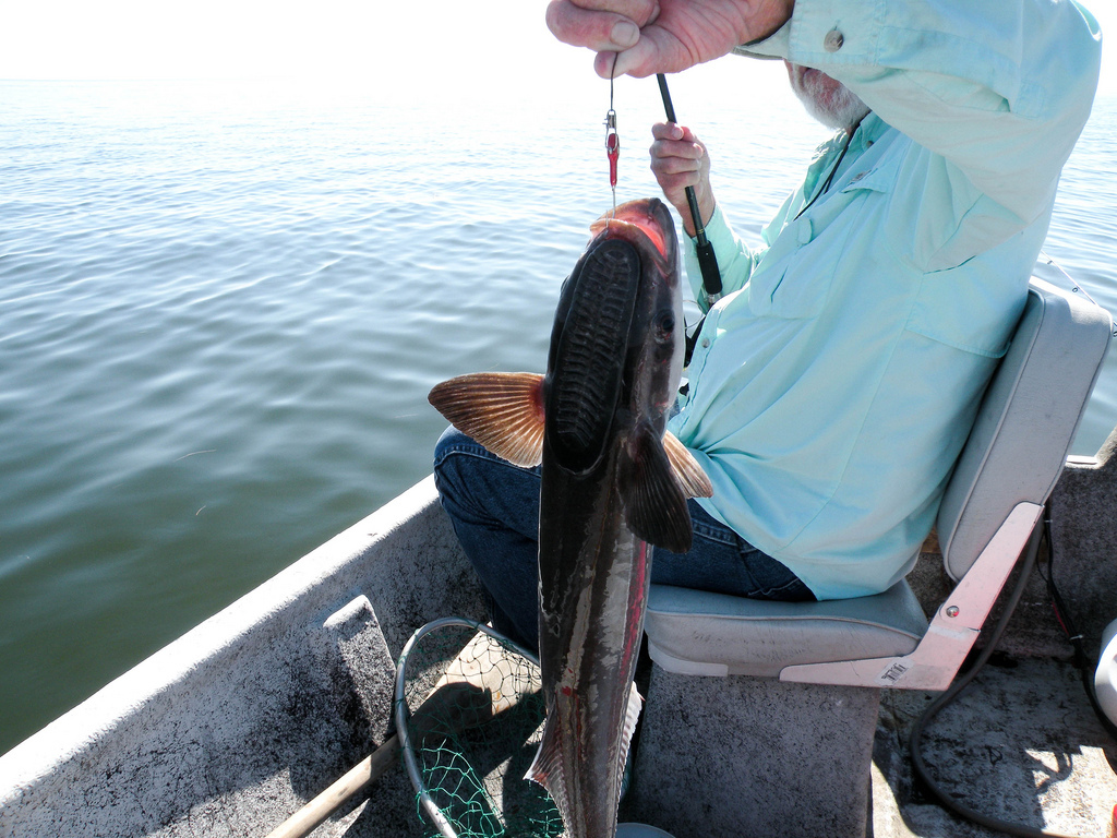 Ramora caught at Horseshoe Beach, Florida