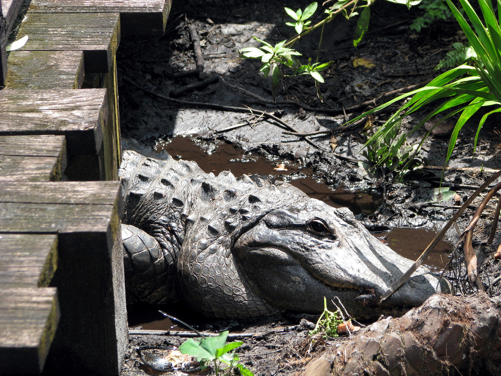 Gatorland, Orlando
