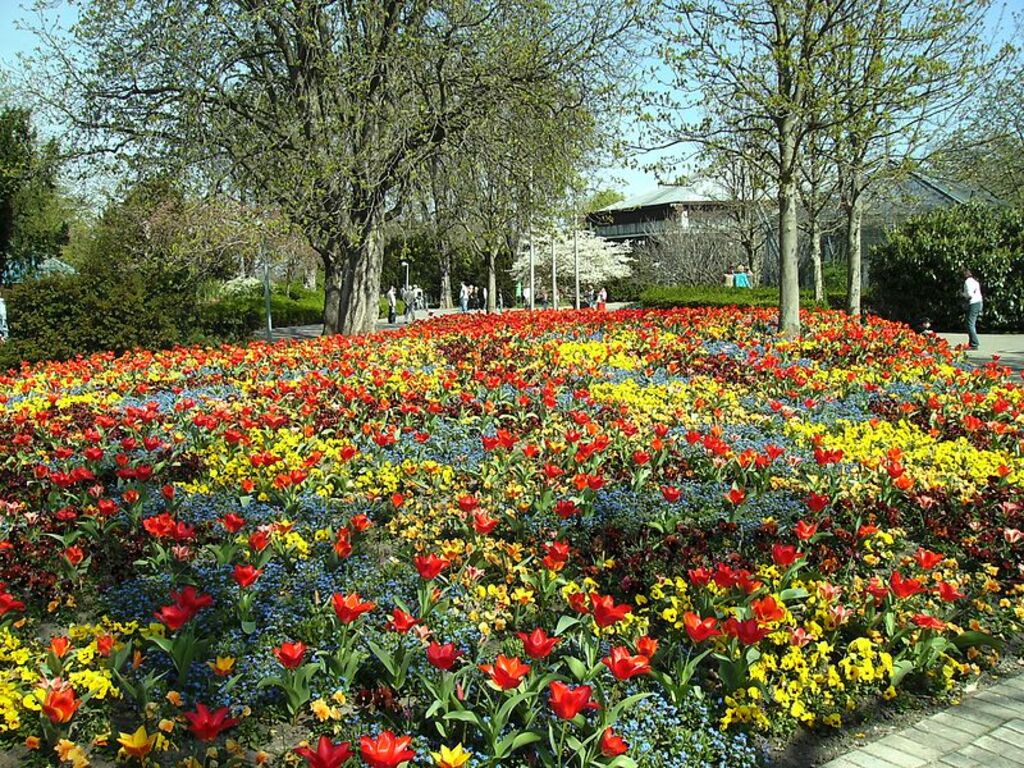Mannheim Luisengarten Tulpen