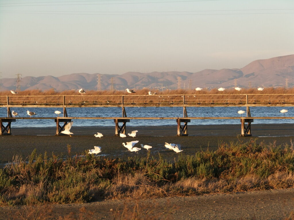 10 choses à faire pour ceux qui viennent pour la première fois à mountain view, californie | faites du vélo ou du jogging sur le chemin stevens creek