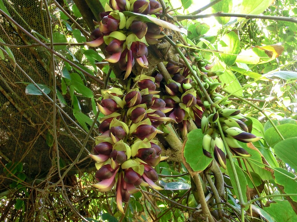 Tenerife Botanical Garden