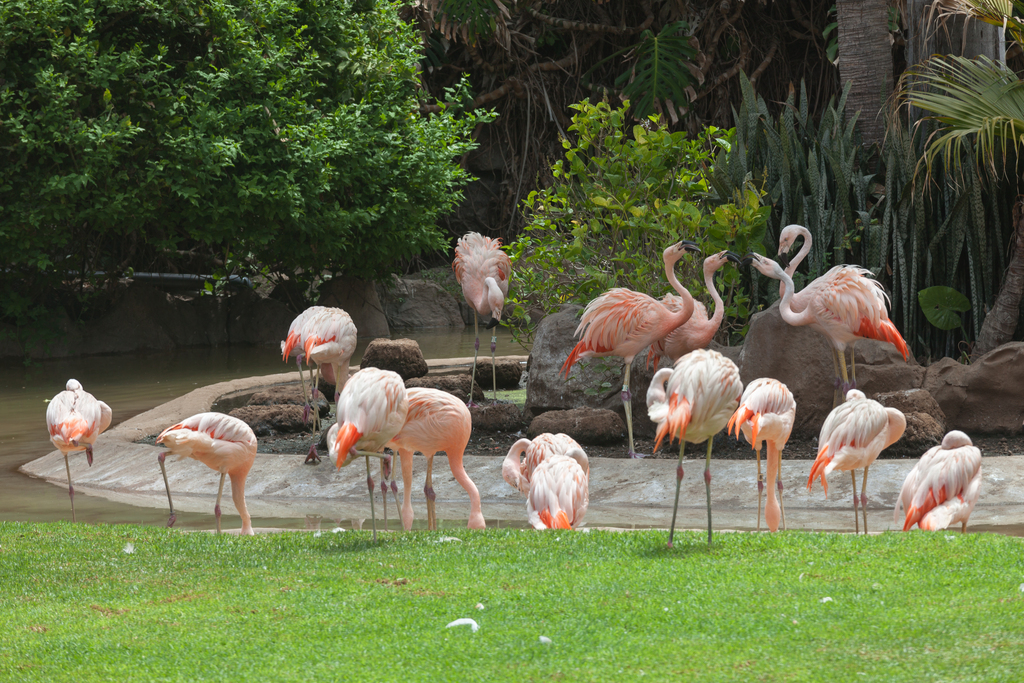Loro parque Tenerife