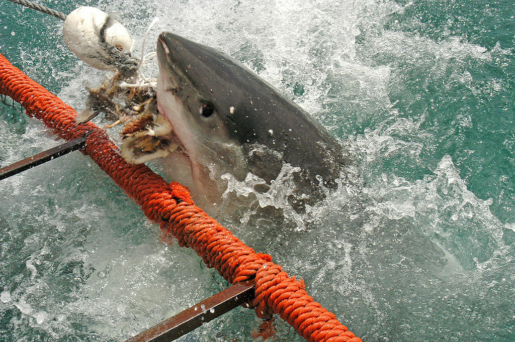 White shark1