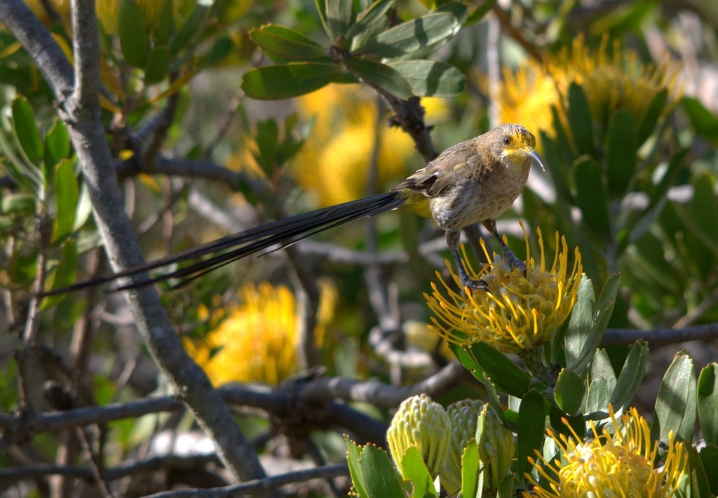 Cape Sugar Bird
