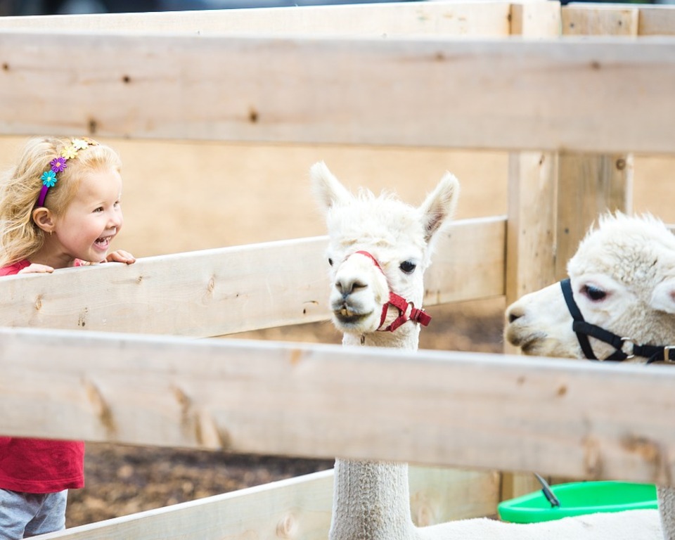 Petting farm