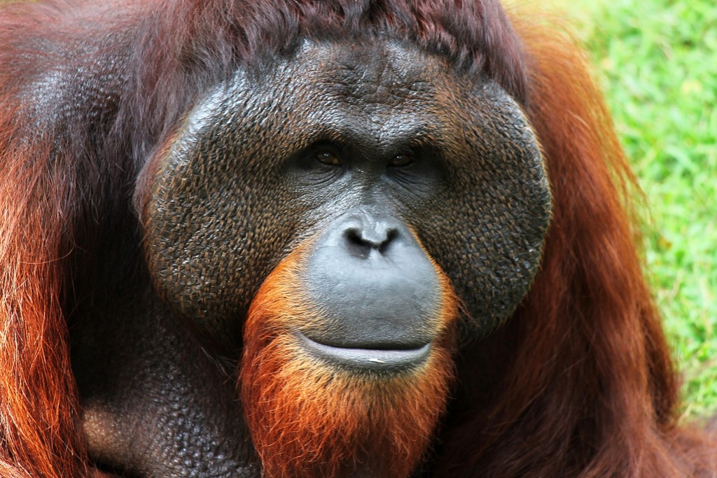 Oranutan
