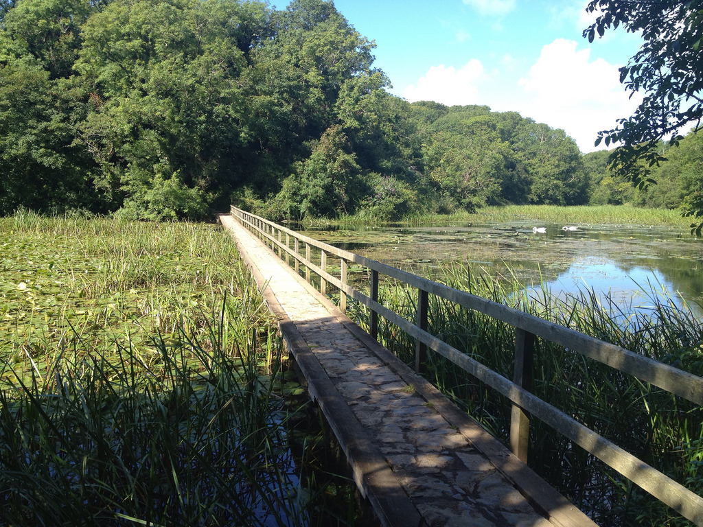 Bridge over lily pond