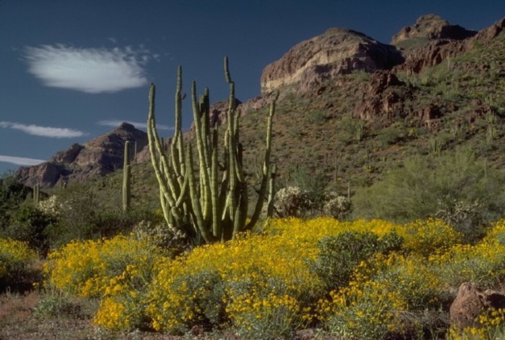 Organ pipe 12