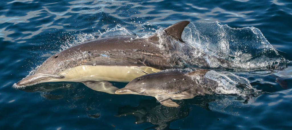 week-ends inspirants: les 8 meilleures choses à faire à nelson bay, australie | bienvenue aux dauphins du parc national des grands lacs à port stephens