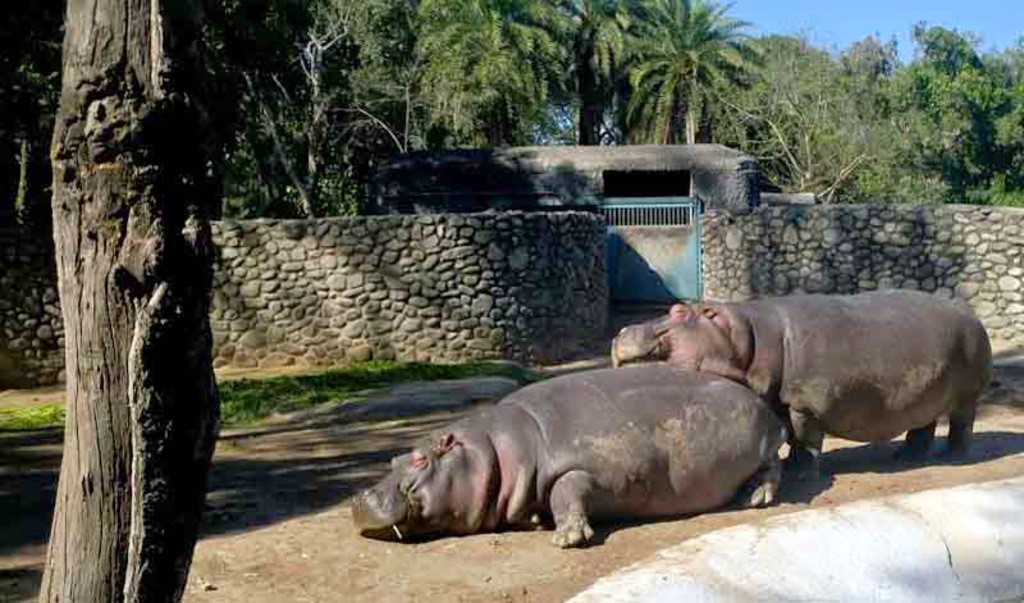 Chattbir zoo hippo