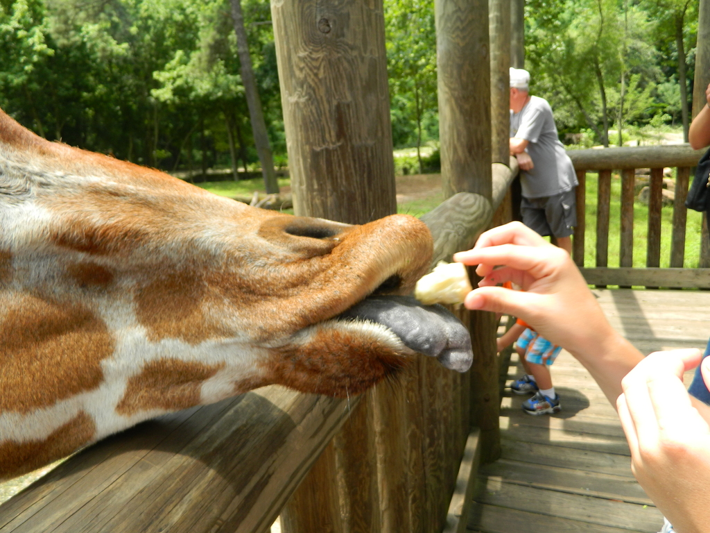 Giraffe being fed at Riverbanks Zoo