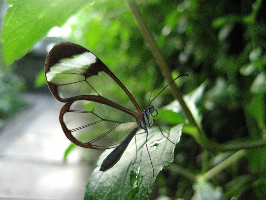 in the butterfly greenhouse