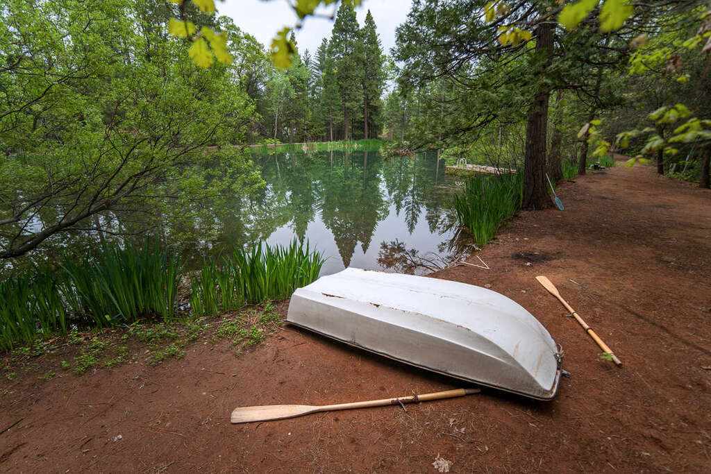 Forest Camping