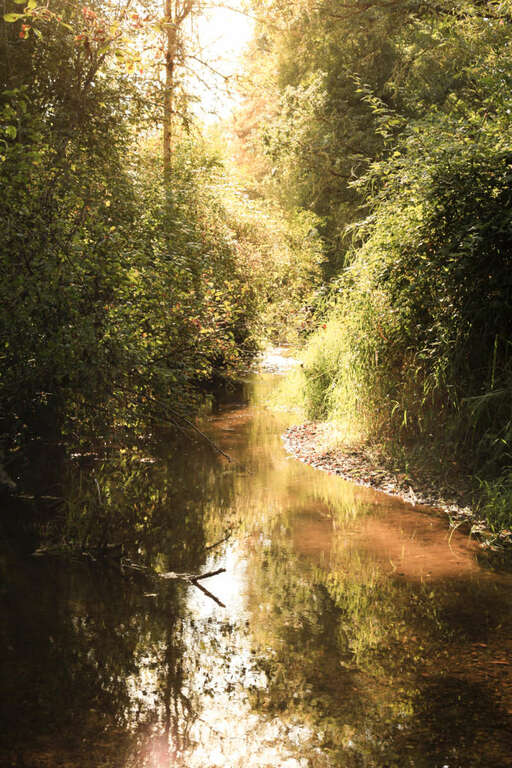 Teal Creek