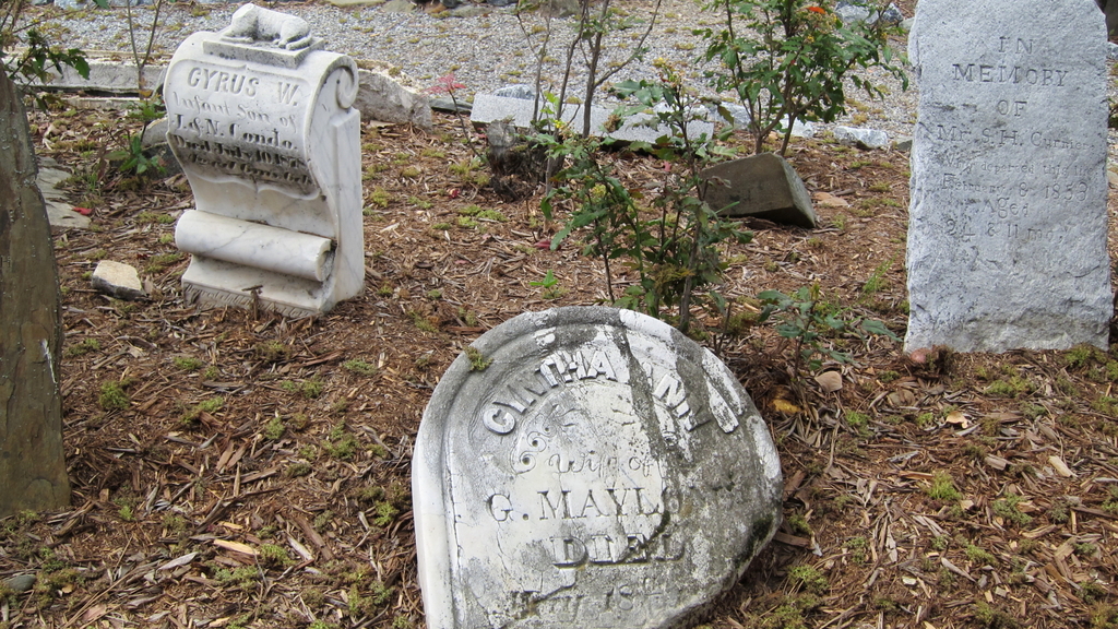 150320 604 Placerville - El Dorado County Historical Museum, tombstones, Mahonia aquifolium Oregon Holly Grape