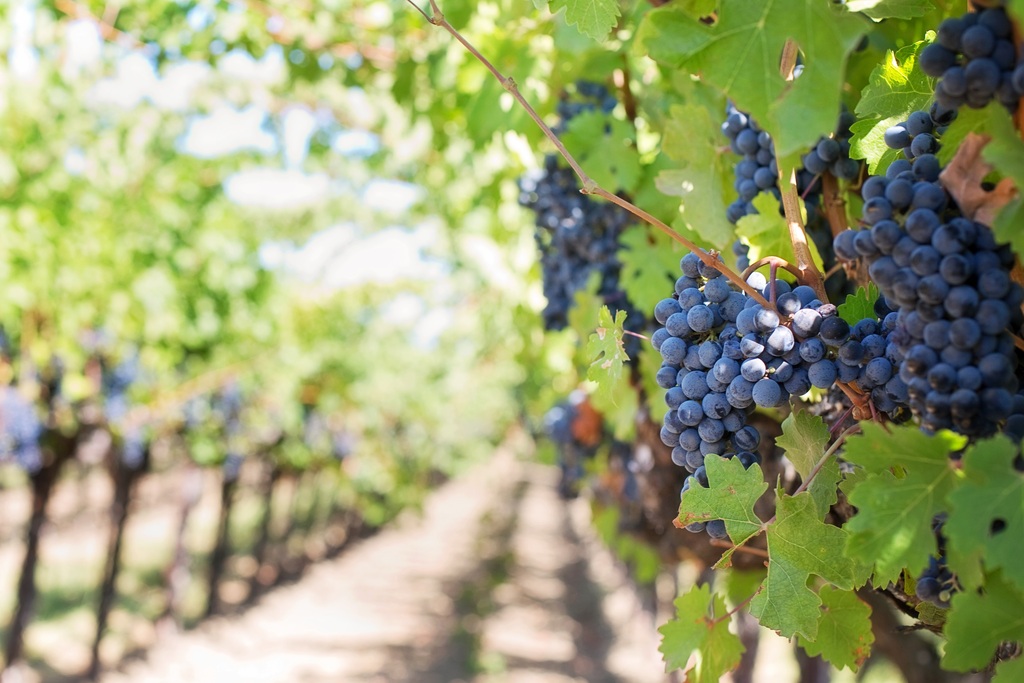 Grapes from a vineyard