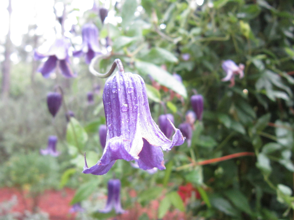 Cape Fear Botanical Garden