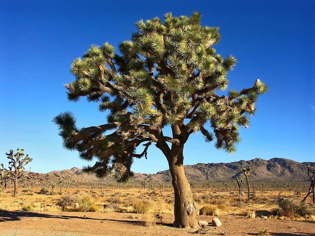 USA 2004 (October 6th) California, Joshua Tree National Park