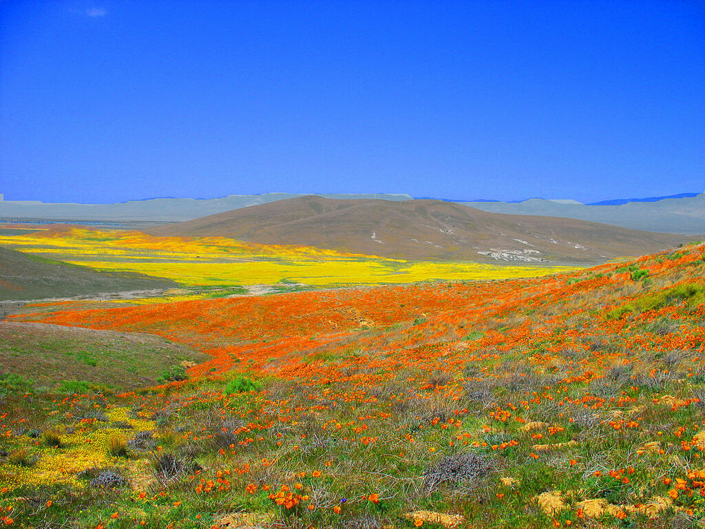 Antelope Valley Poppy Preserve