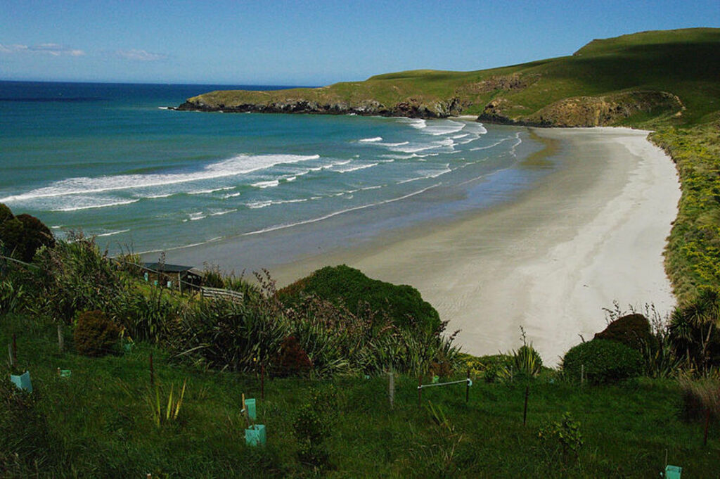 NZL-otago-peninsula-penguinbeach