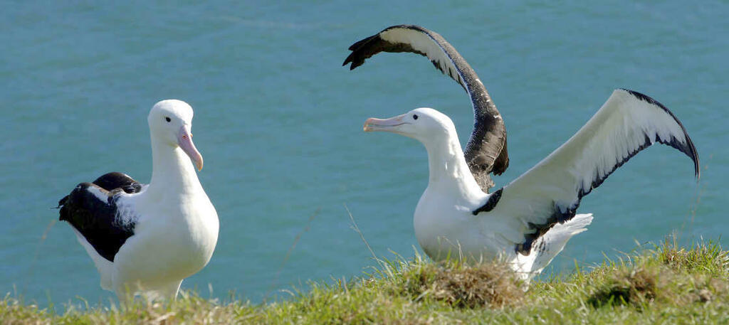 12 choses passionnantes à faire à dunedin, nz | visitez le centre royal albatross