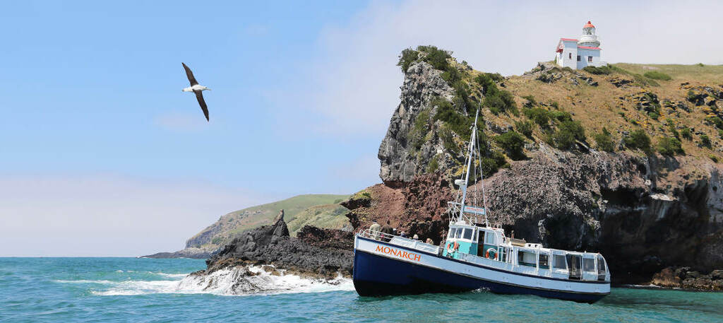 12 choses passionnantes à faire à dunedin, nz | rejoignez une croisière sur la faune