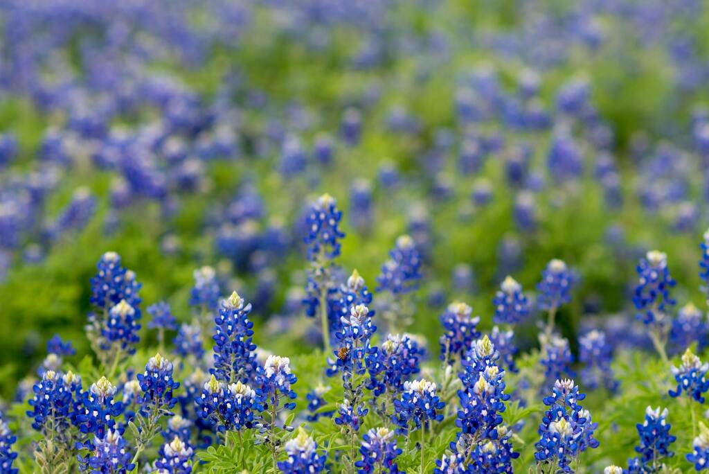 10 choses qui font la célébrité de texas | fleurs bluebonnet