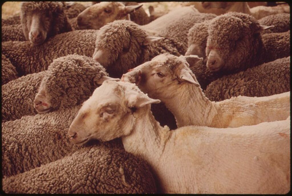 <div class="fn">
<i>SHEARED AND UNSHEARED SHEEP ON A RANCH NEAR LEAKEY, TEXAS AND SAN ANTONIO. SHEARED SHEEP ARE MARKED EITHER FOR RETURN TO PASTURE OR THE SLAUGHTER HOUSE</i>
</div>