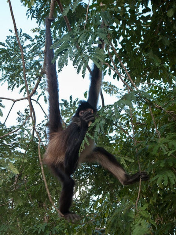 Mono araña - Quintana Roo - México