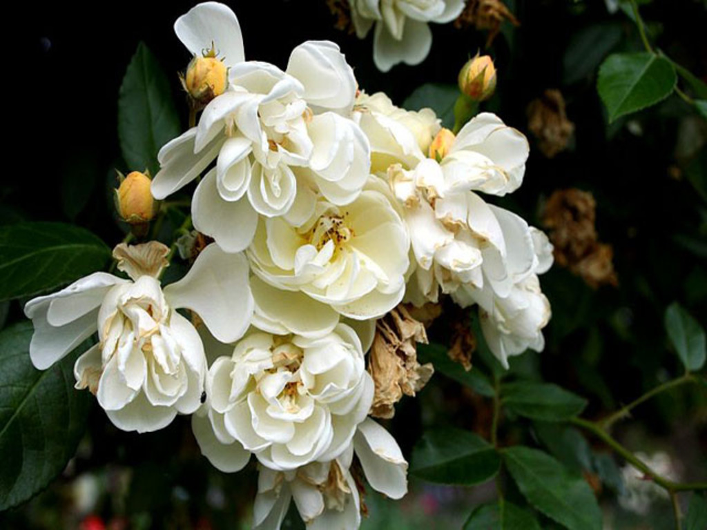 Rosa Aviateur Blériot - Giverny03