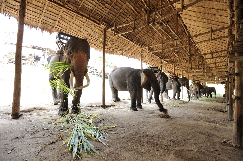 Thai Elephant Conservation Center