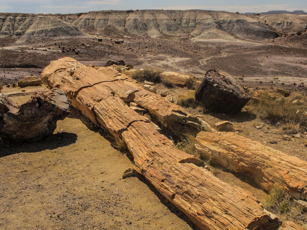 Petrified Forest National Park
