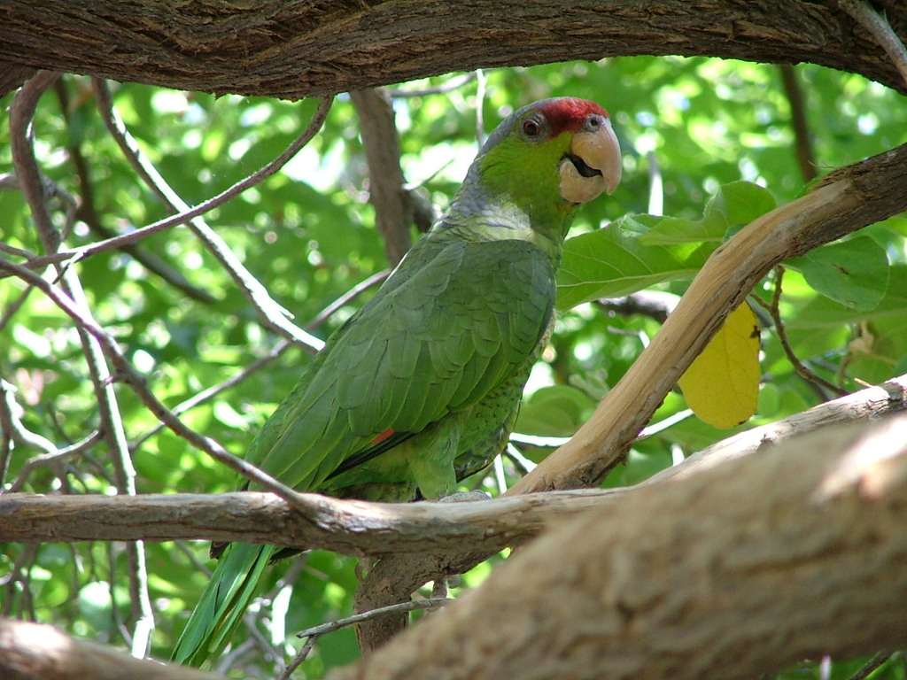 Amazona finschi at Arizona-Sonora Desert Museum