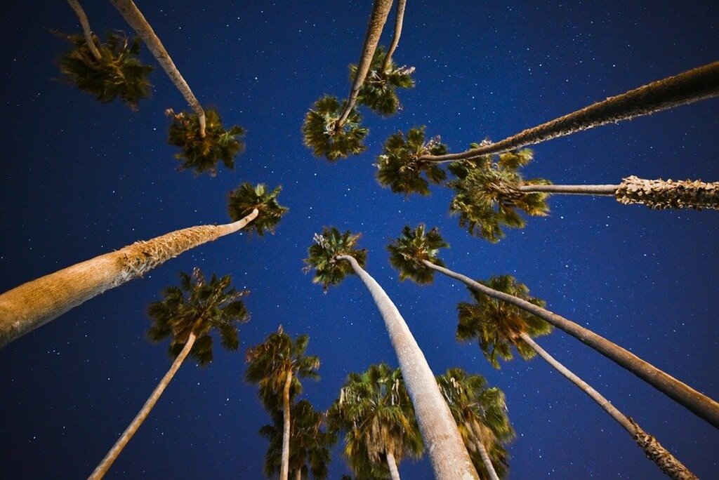 Palm trees
