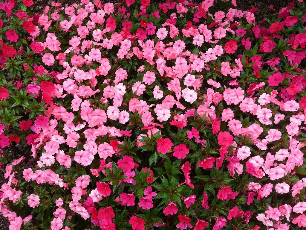 Botanical Garden Alpinum Schatzalp