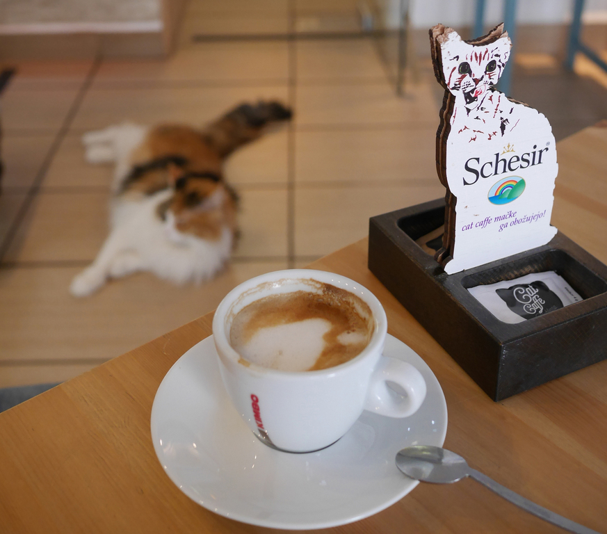 Cat Cafe (Cat Caffe)