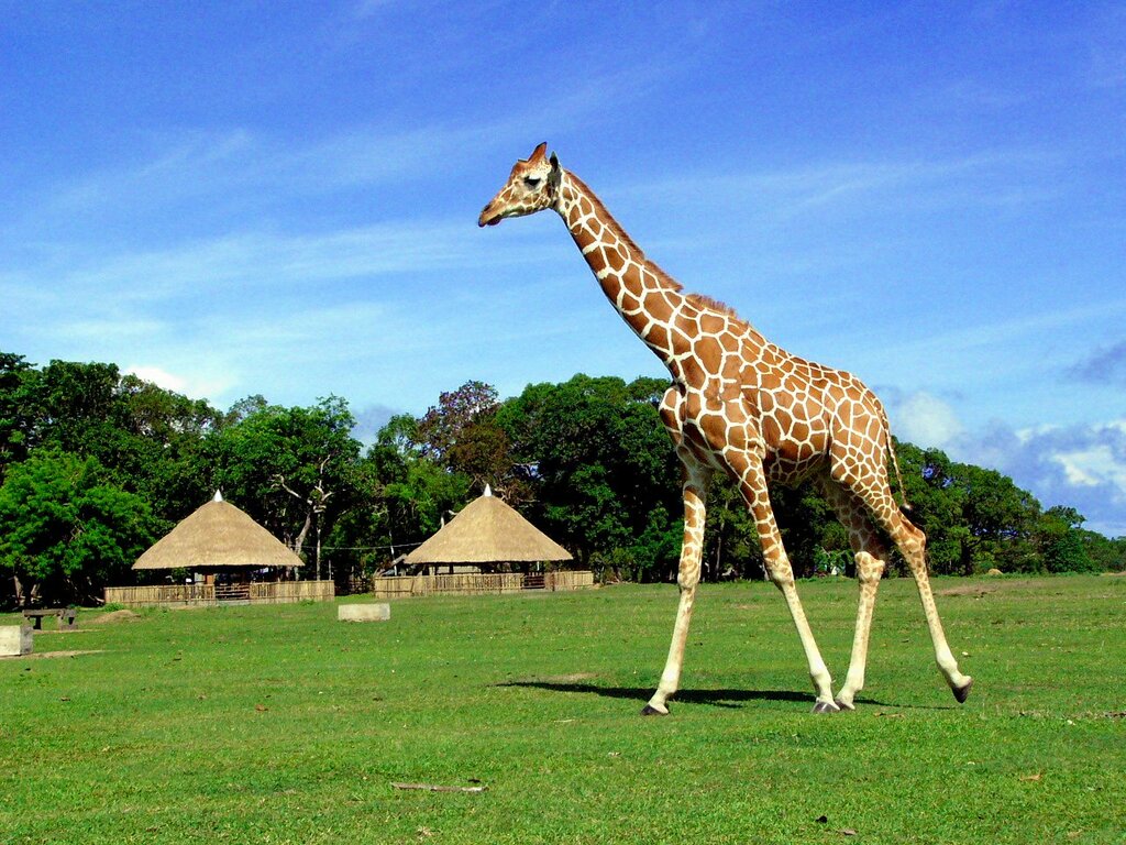 Giraffe at Calauit