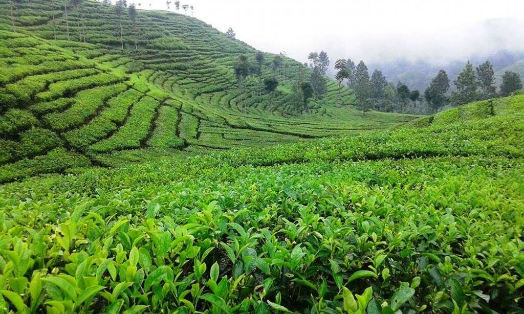 Sirang Kencong is a tea plantation located at the slope of Mount Kawi.