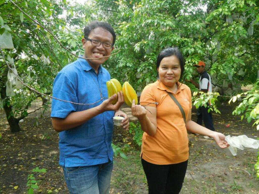 Picking fresh starfruit at the site.