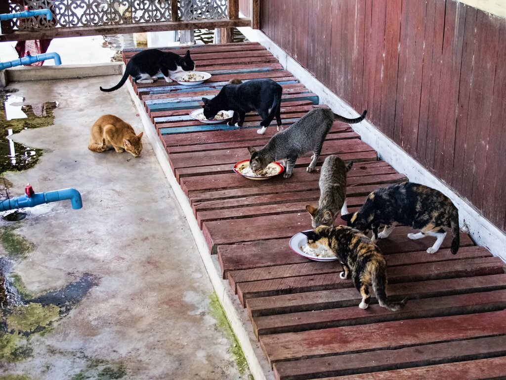 20131121_Myanmar_5859 Inle Lake