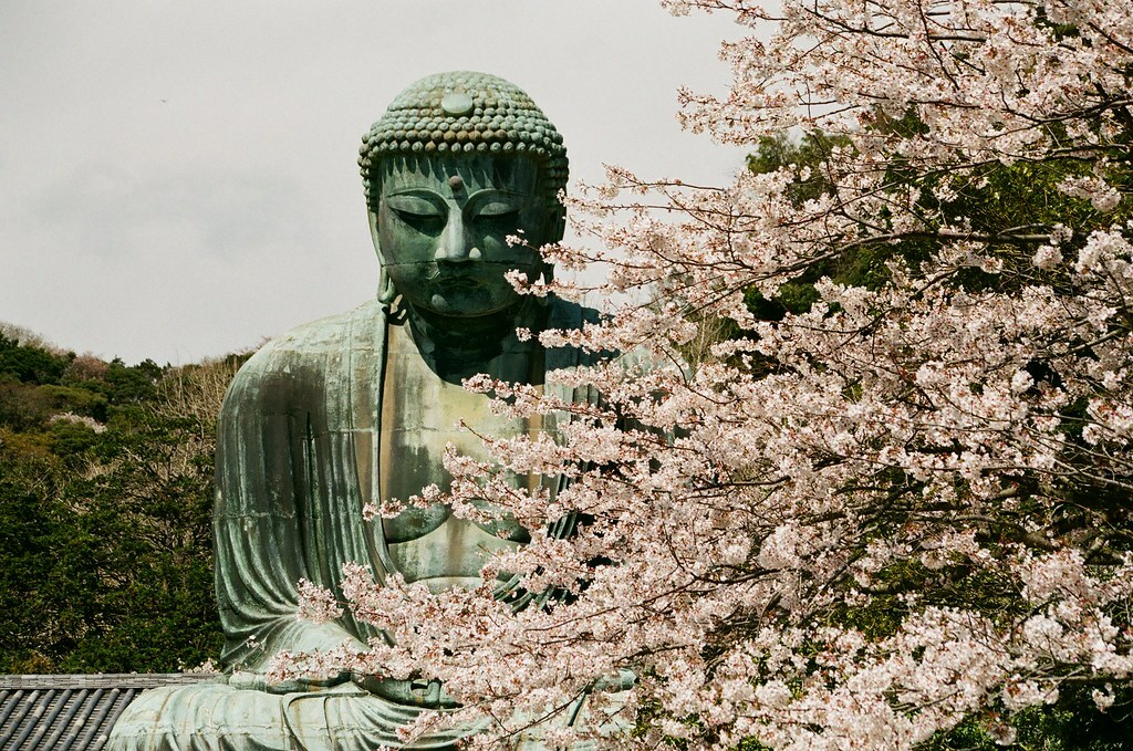 鎌倉大彿, 櫻花, 高徳院, 鎌倉, 日本, 鎌倉大仏, 長谷の大仏, 桜花, こうとくいん, 鎌倉市, かまくら, Sakura, Kamakura, Japan