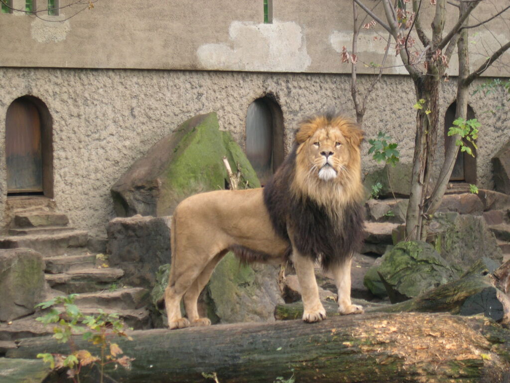Lion Artis Zoo