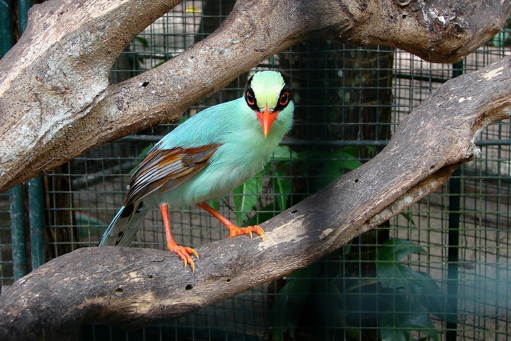 Turquoise Bird (green magpie)